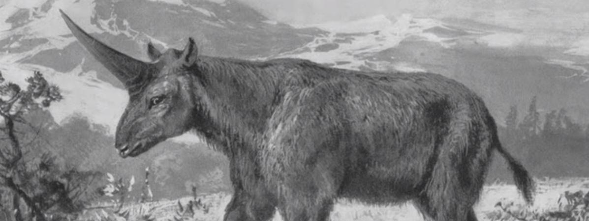 Vous Avez Vu Une Vraie Licorne Vivante