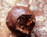Cake pops au chocolat